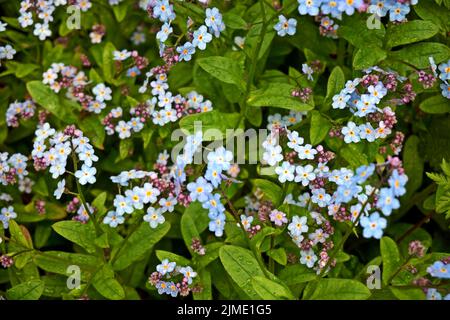 Sfondo delle molte belle miosotis blu Foto Stock