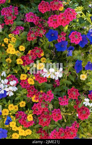 Giardino di fiori multicolore, vista dall'alto, fioritura Foto Stock