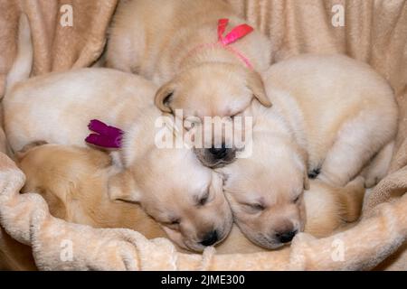 I cuccioli di Labrador dormono Foto Stock