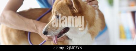 Il veterinario ascolta con uno stetoscopio a un corgi, sfocato Foto Stock