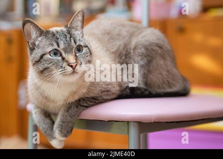 Riposo serio giovane gatto tailandese sdraiato su una sedia Foto Stock