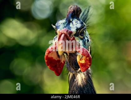 Spettacolare ritratto di faraone maschile con sfondo sfocato Foto Stock