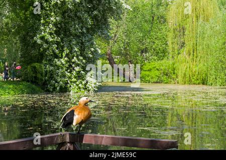 Un vecchio stagno surcresciuto nel parco Foto Stock