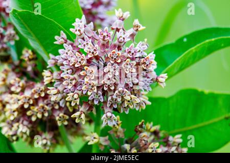 La fioritura di Milkweed comune a metà estate nella contea di Waukesha, Wisconsin. Foto Stock