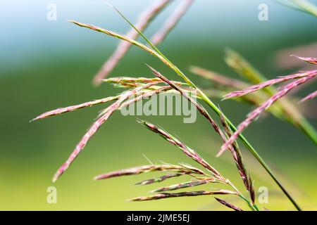 Grande erba di bluestem in primo piano in un prato nella contea di Waukesha, Wisconsin. Foto Stock