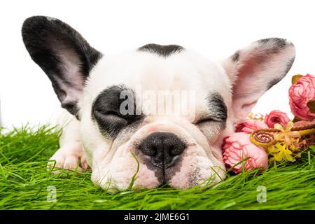 Cane bulldog francese che dorme isolato su sfondo bianco Foto Stock