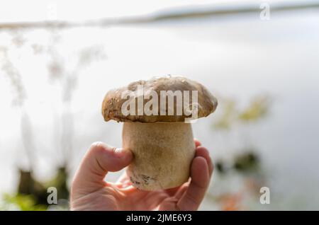 Caccia funghi porcini nel bosco Foto Stock