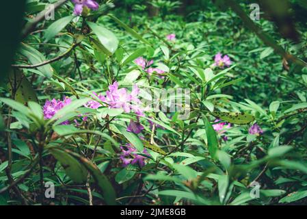 Fiore endemico Rododendron ponticum nella montagna di Strandja, Bulgaria chiamato Zelenika. Foto Stock