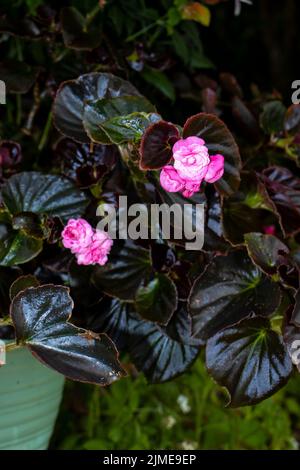 Un primo piano verticale di fiori rosa di Begonia che crescono in un arbusto Foto Stock