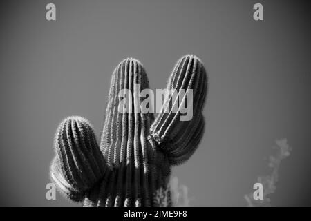 Un angolo basso di un enorme cactus in un deserto a Phoenix, Arizona girato in scala di grigi Foto Stock