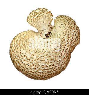 Cerioporus squamosus aka Polipporus squamosus fungo isolato su sfondo bianco. Foto Stock