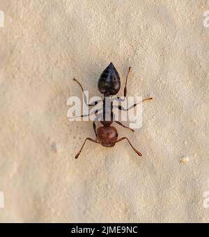 Primo piano (macro) immagine di un nero e rosso Acrobat ANT, mirmicina mediterranea (Crematogaster scutellaris) con spazio di copia Foto Stock