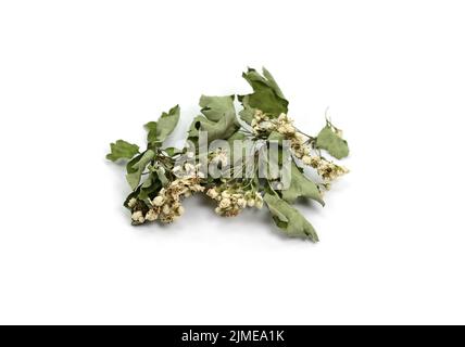 Erbe medicinali essiccate materie prime isolate su bianco. Fiore Crataegus, comunemente chiamato biancospino, mela di spina, maggio-albero, whitethorn, o biancospino. Foto Stock