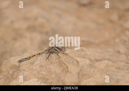 Skimmer Epaulet femmina Orthetrum chrisostigma. Firgas. Gran Canaria. Isole Canarie. Spagna. Foto Stock