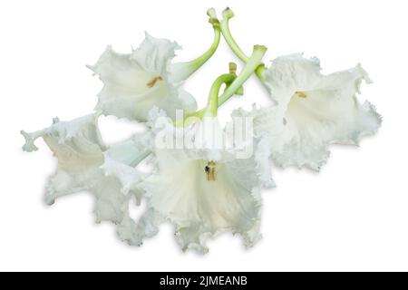 Dado taglio di Trumpet albero su bianco isolato. Foto Stock