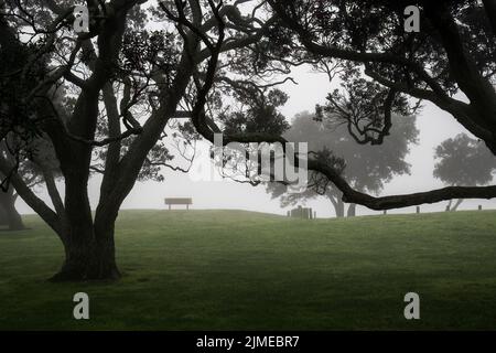 Pohutukawa alberi nella nebbia. Milford Beach Reserve, Auckland. Foto Stock