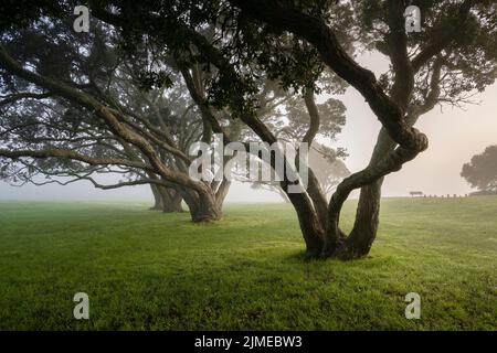 Pohutukawa alberi nella nebbia. Milford Beach Reserve, Auckland. Foto Stock