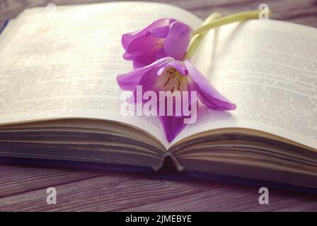Apri vecchio libro con due fiori viola Foto Stock