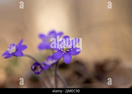 Gruppo di fiori di liverwort selvaggi (Anemone hepatica). Foto Stock