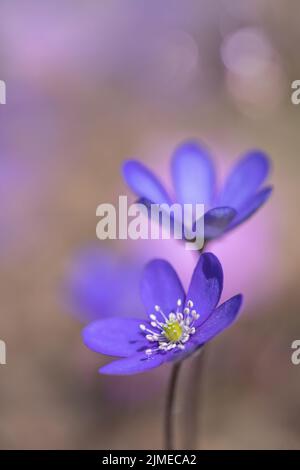 Gruppo di fiori di liverwort selvaggi (Anemone hepatica). Foto Stock