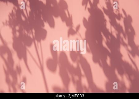Piantare ombre sulla parete rosa per uno sfondo alla moda Foto Stock