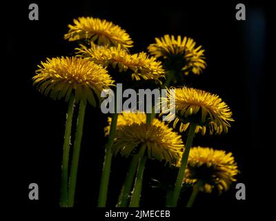 Dandelioni (Taraxacum officinale) in controluce, no 2. Vehmersalmi, Finlandia, 2019-06-05 12:08 +03. Foto Stock