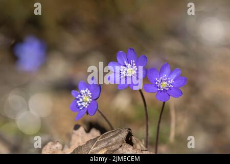 Gruppo di fiori di liverwort selvaggi (Anemone hepatica). Foto Stock