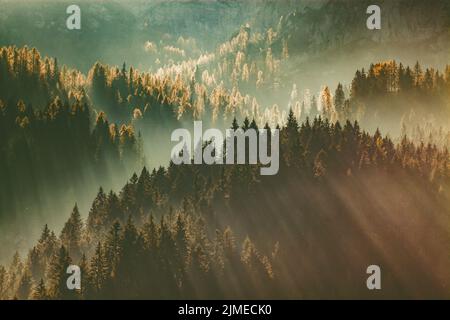 Sole-raggi attraverso la foresta di pini nebbie sfondo natura autunno Foto Stock