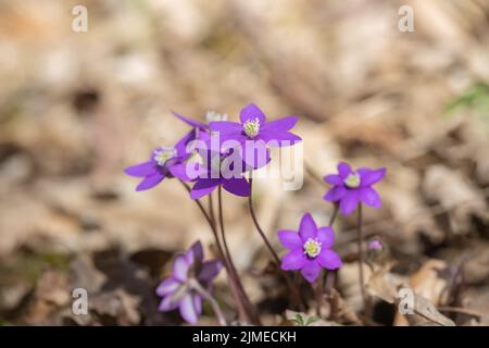 Gruppo di fiori di liverwort (Hepatatica nobilis) selvaggi in crescita con raro colore porpora e forma di fiore. Foto Stock