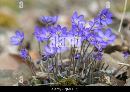 Gruppo di fiori di liverwort selvaggi (Anemone hepatica). Foto Stock