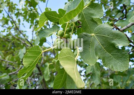 Fichi su un albero di fichi nella soleggiata Croazia in estate Foto Stock