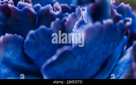 Sfondo floreale astratto, fiore di garofano blu. Macro fiori sfondo per il design del marchio per le vacanze Foto Stock