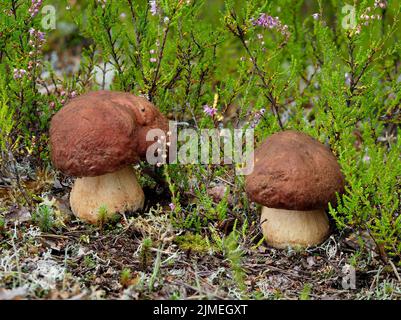 Boletus pinophilus, pino bolete, pineta king bolete Foto Stock