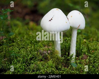 Amanita virosa, angelo che distrugge Foto Stock