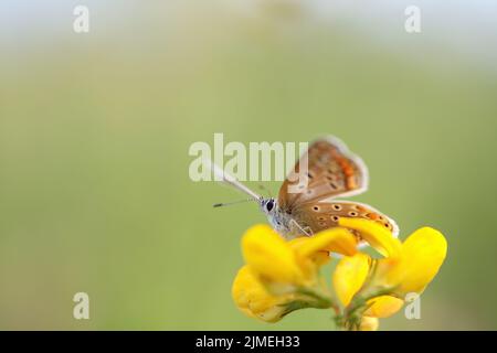 Farfalla blu comune femminile (Polyommatus icarus). Foto Stock