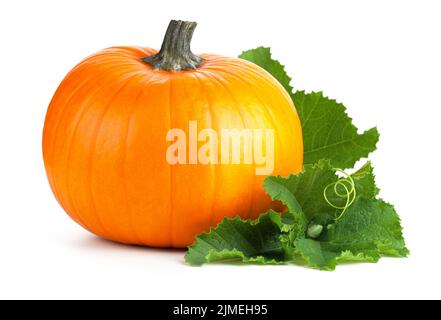 Zucca con foglie verdi isolata su bianco Foto Stock