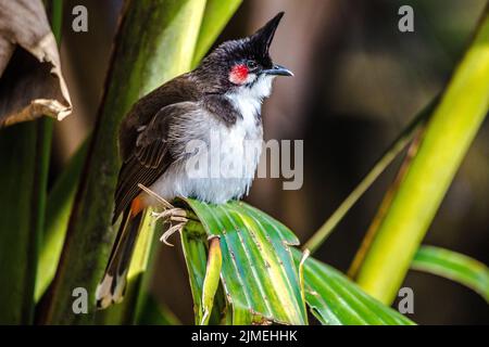 Sud-est asiatico Bulbul rosso-sussurrato (Pycnonotus jocosus), Mauritius, Africa Foto Stock