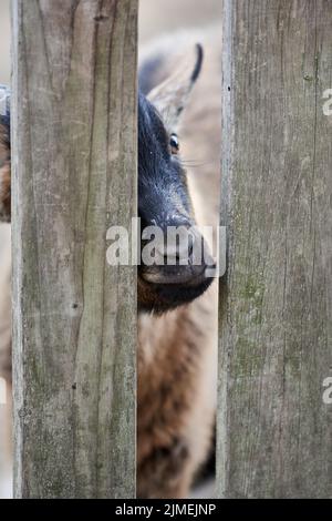 Primo piano di una capra dietro una recinzione di legno sulla fattoria. Foto Stock