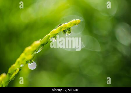 Astratto sfondo verde. Primo piano di una goccia d'acqua su un ramo di un ginepro. Bokeh con riflessione della luce Foto Stock