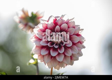 Dahlia "perfezione lavanda" Foto Stock