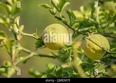 Arancio amaro Foto Stock