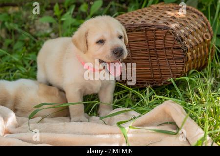 Cucciolo di Labrador in erba verde Foto Stock