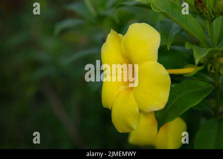 Bellissimo fiore giallo allamanda catartica Fiore nel giardino albero Foto Stock