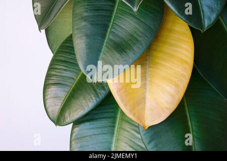 Foglia selvaggia gialla su gomma verde ficus pianta, Ficus elastica cura delle piante Foto Stock