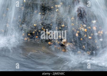 Cane Whelk e Barnacles roccia comune sulla costa danese del Mare del Nord / Nucella lapillus Foto Stock