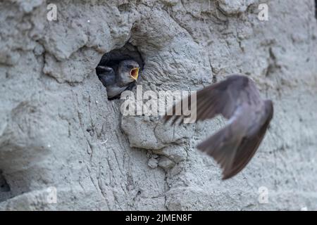 Sand Martin vola a riproduttori di burrow ed è atteso da un giovane uccello mendicante / Riparia riparia Foto Stock