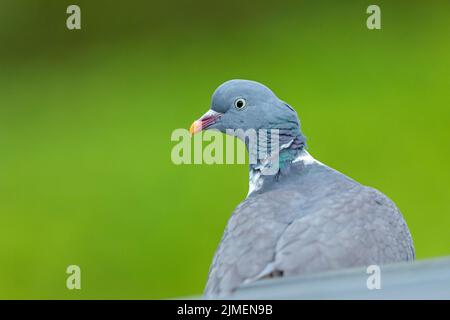 Solo una foto ritratto mostra il piumaggio colorato del Pigeon di legno comune Foto Stock