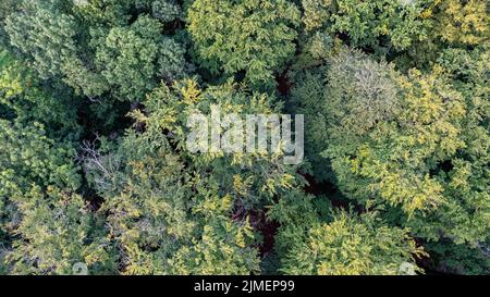 Veduta aerea di uccelli sopra la bella foresta temperata di conifere sopra gli alberi che mostrano la foresta di pino verde stupefacente differente co Foto Stock