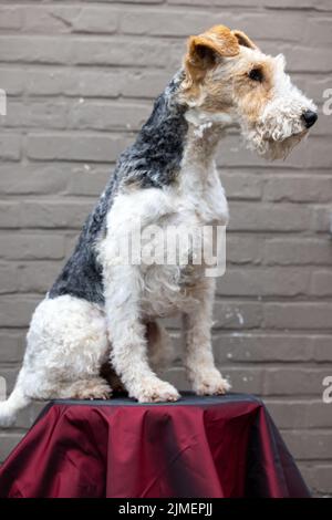 Ritratto di felice Fox Terrier Dog guardando in Camera e sorridendo su uno sgabello rosso contro un marrone mattone sfondo, vista frontale Foto Stock