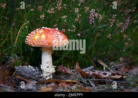 Lo sgabello (Amanita muscaria) cresce sul terreno forestale in autunno Foto Stock